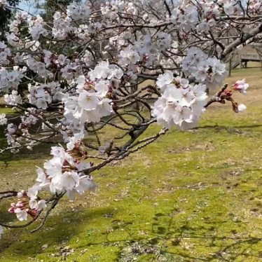 実際訪問したユーザーが直接撮影して投稿した徳山町公園辰口丘陵公園の写真