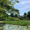 実際訪問したユーザーが直接撮影して投稿した善福寺公園善福寺公園の写真