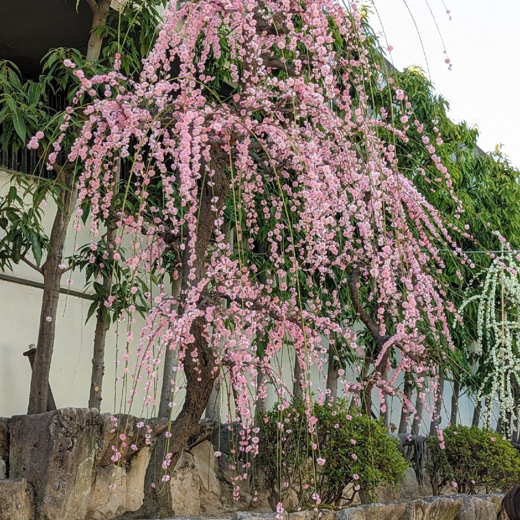 実際訪問したユーザーが直接撮影して投稿した天神橋神社大阪天満宮の写真