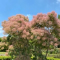 実際訪問したユーザーが直接撮影して投稿した清水アスレチック清水公園の写真