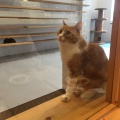 実際訪問したユーザーが直接撮影して投稿した問屋町カフェブルーキャットカフェの写真