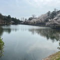 実際訪問したユーザーが直接撮影して投稿した御山町公園悠久山公園の写真