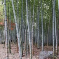 実際訪問したユーザーが直接撮影して投稿した別府公園別府公園の写真