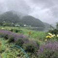実際訪問したユーザーが直接撮影して投稿した大石花のきれいなスポット大石公園の写真