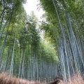 実際訪問したユーザーが直接撮影して投稿した嵯峨天龍寺芒ノ馬場町地域名所竹林の小径の写真