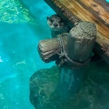 実際訪問したユーザーが直接撮影して投稿した勝島水族館 / アクアリウムしながわ水族館の写真