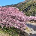 実際訪問したユーザーが直接撮影して投稿した河川河津川の写真