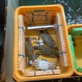 実際訪問したユーザーが直接撮影して投稿した八田町懐石料理 / 割烹魚どころ 大善の写真