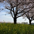 実際訪問したユーザーが直接撮影して投稿した壬生甲公園東雲公園の写真