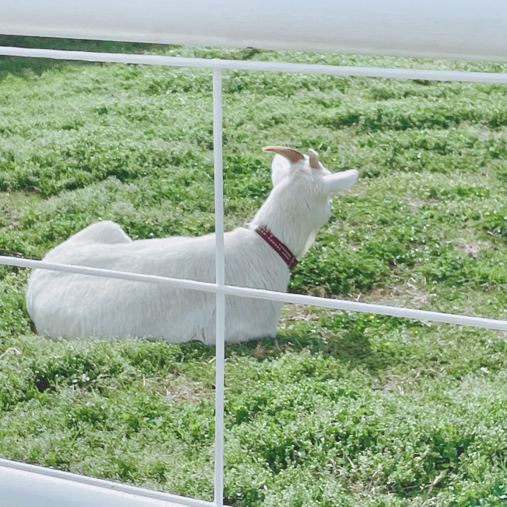 実際訪問したユーザーが直接撮影して投稿した埴生動物ふれあい動物ふれあい広場の写真