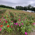 実際訪問したユーザーが直接撮影して投稿した鼻高町花のきれいなスポット鼻高展望花の丘の写真