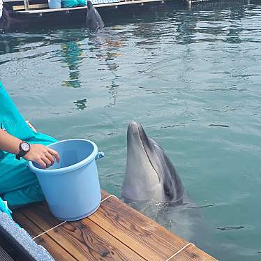 実際訪問したユーザーが直接撮影して投稿した松島町合津水族館 / アクアリウム天草パールガーデン&海中水族館シードーナツの写真