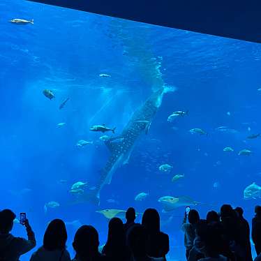 沖縄美ら海水族館のundefinedに実際訪問訪問したユーザーunknownさんが新しく投稿した新着口コミの写真