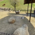 実際訪問したユーザーが直接撮影して投稿した矢並町動物園鞍ケ池公園動物園の写真