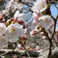 実際訪問したユーザーが直接撮影して投稿した徳山町公園辰口丘陵公園の写真