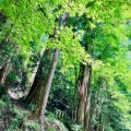 実際訪問したユーザーが直接撮影して投稿した鞍馬本町神社由岐神社の写真