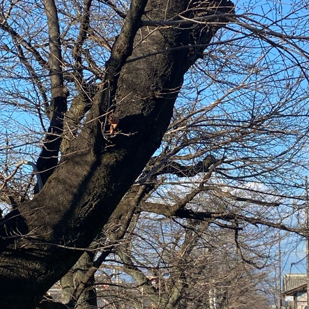 実際訪問したユーザーが直接撮影して投稿した小幡花のきれいなスポット小幡の桜並木の写真