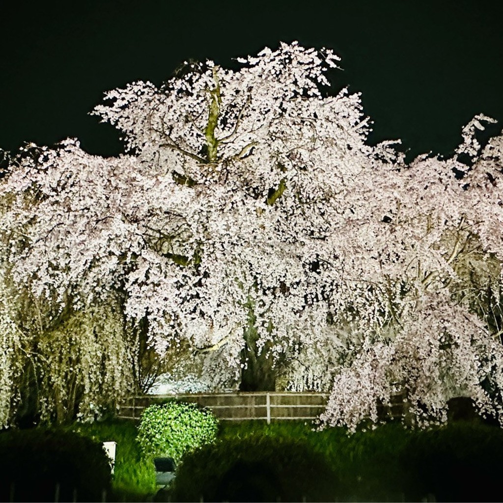 実際訪問したユーザーが直接撮影して投稿した祇園町北側公園祇園しだれ桜の写真