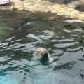 実際訪問したユーザーが直接撮影して投稿した戸賀塩浜水族館 / アクアリウム男鹿水族館GAOの写真