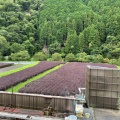 実際訪問したユーザーが直接撮影して投稿した八瀬花尻町漬物店土井志ば漬本舗 本店の写真