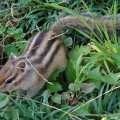 実際訪問したユーザーが直接撮影して投稿した見沼動物園りすの家の写真