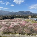 実際訪問したユーザーが直接撮影して投稿した藤原町鼎公園いなべ市梅林公園の写真