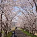 実際訪問したユーザーが直接撮影して投稿した粉河桜の名所さくらのトンネルの写真