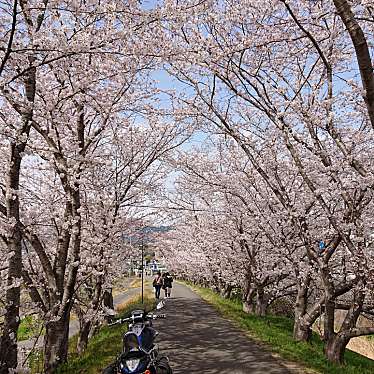 実際訪問したユーザーが直接撮影して投稿した粉河桜の名所さくらのトンネルの写真