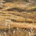 実際訪問したユーザーが直接撮影して投稿した川上高原砥峰高原の写真