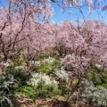 実際訪問したユーザーが直接撮影して投稿した大北山原谷乾町庭園原谷苑の写真