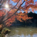 実際訪問したユーザーが直接撮影して投稿した成田公園成田山公園の写真