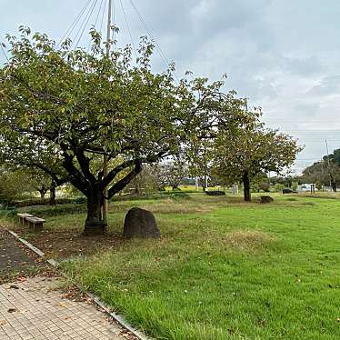 実際訪問したユーザーが直接撮影して投稿した国分寺広場天平の丘公園花広場の写真