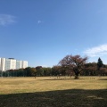 実際訪問したユーザーが直接撮影して投稿した八幡町公園武蔵野中央公園の写真