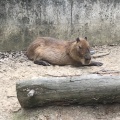 実際訪問したユーザーが直接撮影して投稿した本町居酒屋にんじんの写真