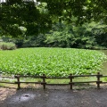 実際訪問したユーザーが直接撮影して投稿した菊名公園菊名池公園の写真