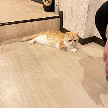 実際訪問したユーザーが直接撮影して投稿した大須テーマカフェ猫カフェ Puchi Marry 名古屋大須店の写真