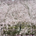 実際訪問したユーザーが直接撮影して投稿した鬼籠野桜の名所ゆうかの里の写真