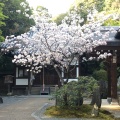 実際訪問したユーザーが直接撮影して投稿した泉涌寺山内町寺泉涌寺 楊貴妃観音堂の写真