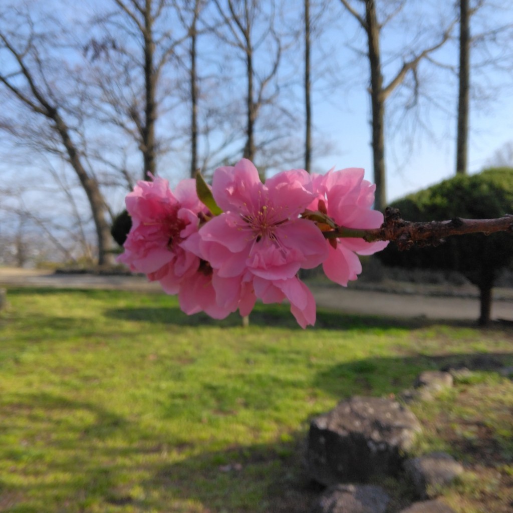 実際訪問したユーザーが直接撮影して投稿した桃山公園桃陵公園の写真