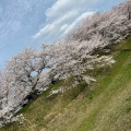 実際訪問したユーザーが直接撮影して投稿した中島公園宮川堤公園の写真