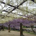 実際訪問したユーザーが直接撮影して投稿した藤野公園藤公園の写真