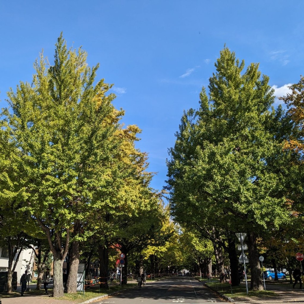 実際訪問したユーザーが直接撮影して投稿した地域名所北大ポプラ並木の写真