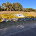 実際訪問したユーザーが直接撮影して投稿した阿字ケ浦町遊園地 / テーマパーク国営ひたち海浜公園プレジャーガーデンの写真