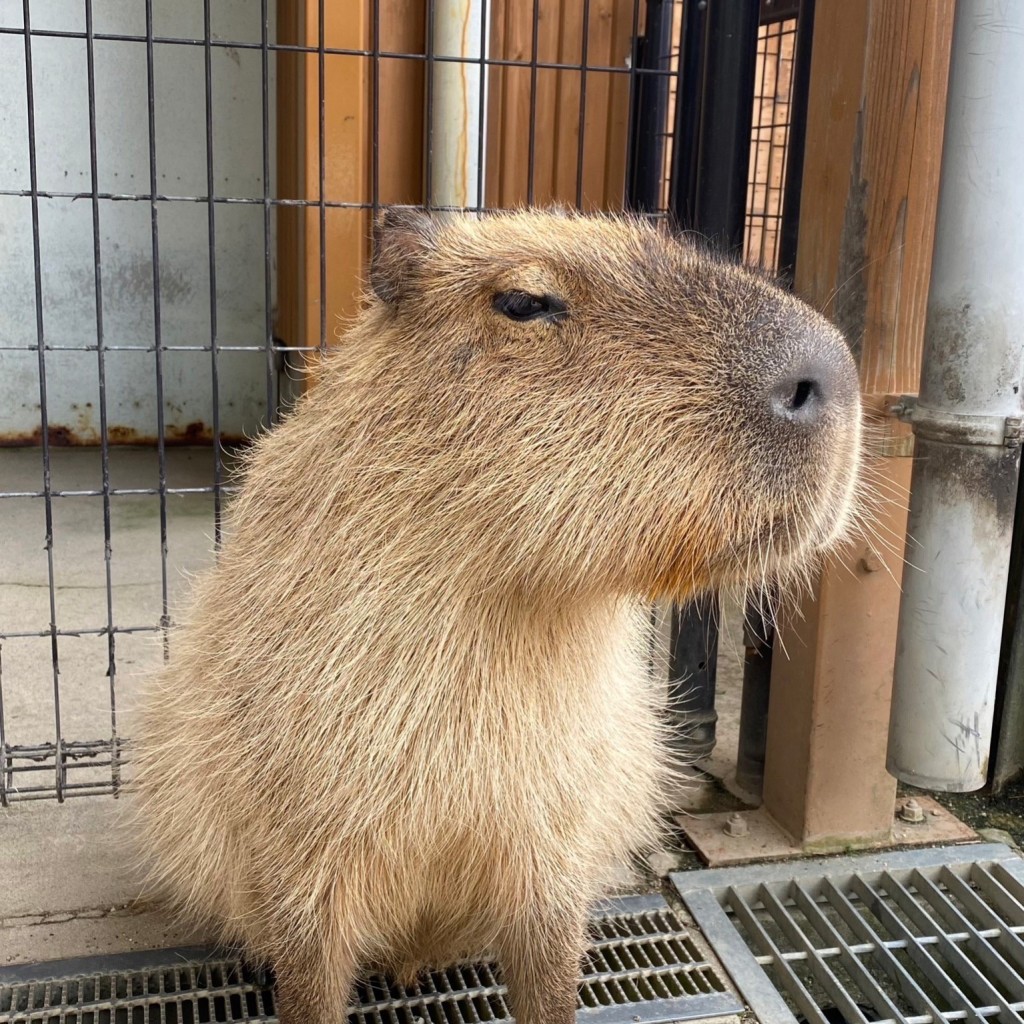 実際訪問したユーザーが直接撮影して投稿した大島ハンバーガーカフェマヌルヌマの写真