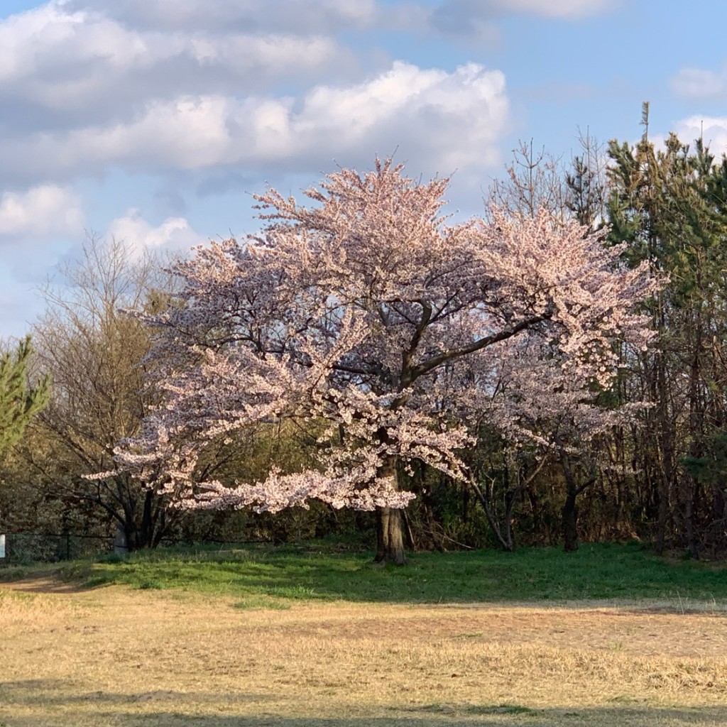 実際訪問したユーザーが直接撮影して投稿した石脇公園松涛公園の写真