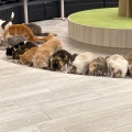 実際訪問したユーザーが直接撮影して投稿した桜木町テーマカフェ猫カフェMOCHA(モカ) アルシェ大宮店の写真