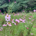 実際訪問したユーザーが直接撮影して投稿した神明町公園くりはま花の国の写真