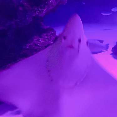 サンシャイン水族館のundefinedに実際訪問訪問したユーザーunknownさんが新しく投稿した新着口コミの写真