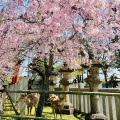 実際訪問したユーザーが直接撮影して投稿した春日野町神社氷室神社の写真