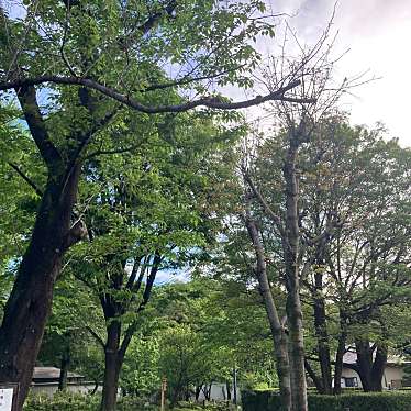 実際訪問したユーザーが直接撮影して投稿した青葉台自然名所菅刈公園内しだれ桜(西郷従道曾孫一同寄贈)の写真